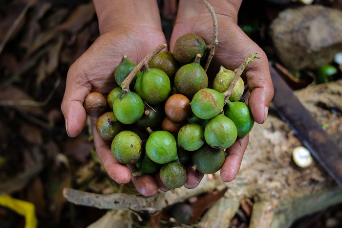 Photo of: A handful of macadamia nuts that freshly harvested from the garden