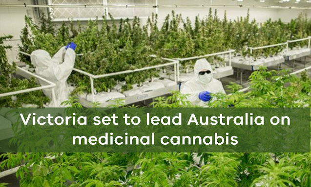 Victoria set to lead Australia on medicinal cannabis - Invest Victoria